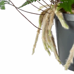 Humata Tyermannii - In Hangpot - P17 H30 - Kamerplant -Huisdecoratie humata tyermannii in hangpot p17 h30 6