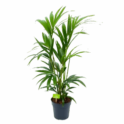 Kentiapalm - Howea Forsteriana - P19 H90 - Kamerplant