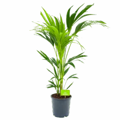 Kentiapalm - Howea Forsteriana - P21 H100 - Kamerplant