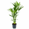 Kentiapalm - Howea Forsteriana - P24 H140 - Kamerplant -Huisdecoratie kentiapalm howea forsteriana p24 h140 1 1
