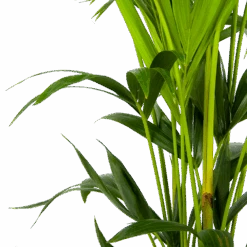 Kentiapalm - Howea Forsteriana - P24 H150 - Kamerplant 8 Kentiapalm - Howea Forsteriana - P24 H150 - Kamerplant -Huisdecoratie kentiapalm howea forsteriana p24 h150 3