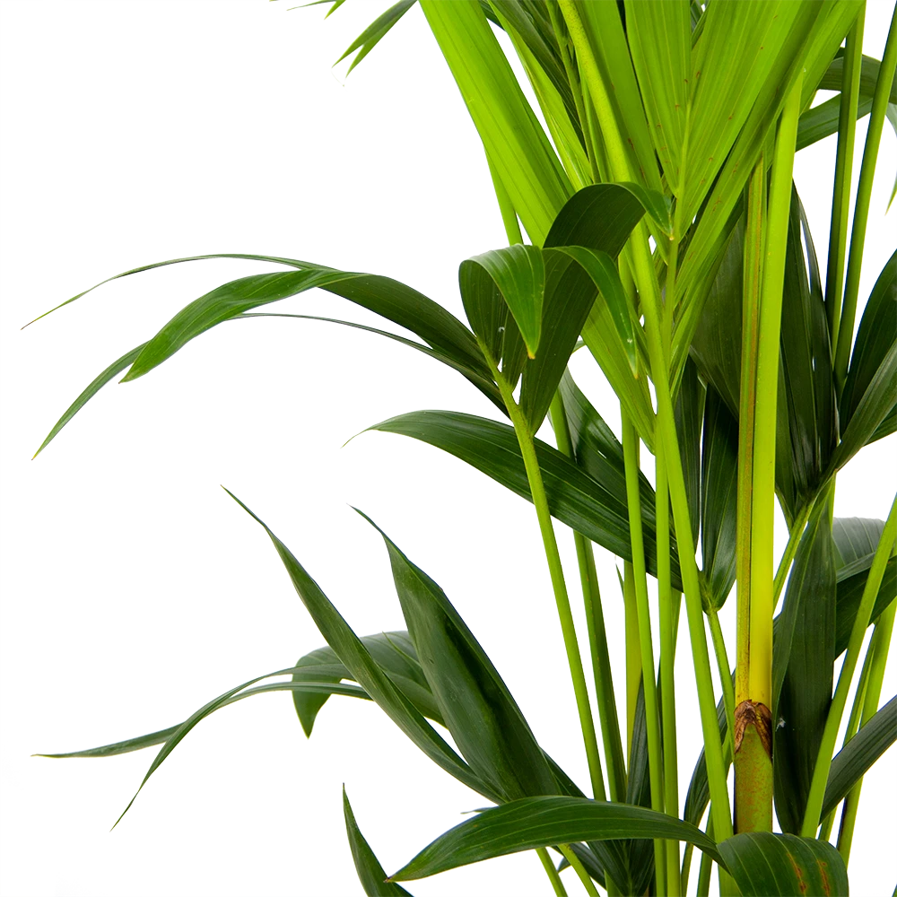 Kentiapalm - Howea Forsteriana - P24 H150 - Kamerplant 5 Kentiapalm - Howea Forsteriana - P24 H150 - Kamerplant - Afbeelding 3