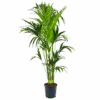 Kentiapalm - Howea Forsteriana - P24 H170 - Kamerplant 2 Kentiapalm - Howea Forsteriana - P24 H170 - Kamerplant -Huisdecoratie kentiapalm howea forsteriana p24cm h170cm 4