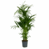 Kentiapalm - Howea Forsteriana - P27 H170 - Kamerplant 1 Kentiapalm - Howea Forsteriana - P27 H170 - Kamerplant -Huisdecoratie kentiapalm howea forsteriana p27 h170 1