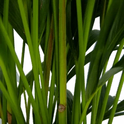 Kentiapalm - Howea Forsteriana - P27 H170 - Kamerplant 9 Kentiapalm - Howea Forsteriana - P27 H170 - Kamerplant -Huisdecoratie kentiapalm howea forsteriana p27 h170 5