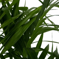 Kentiapalm - Howea Forsteriana - P27 H170 - Kamerplant 10 Kentiapalm - Howea Forsteriana - P27 H170 - Kamerplant -Huisdecoratie kentiapalm howea forsteriana p27 h170 6