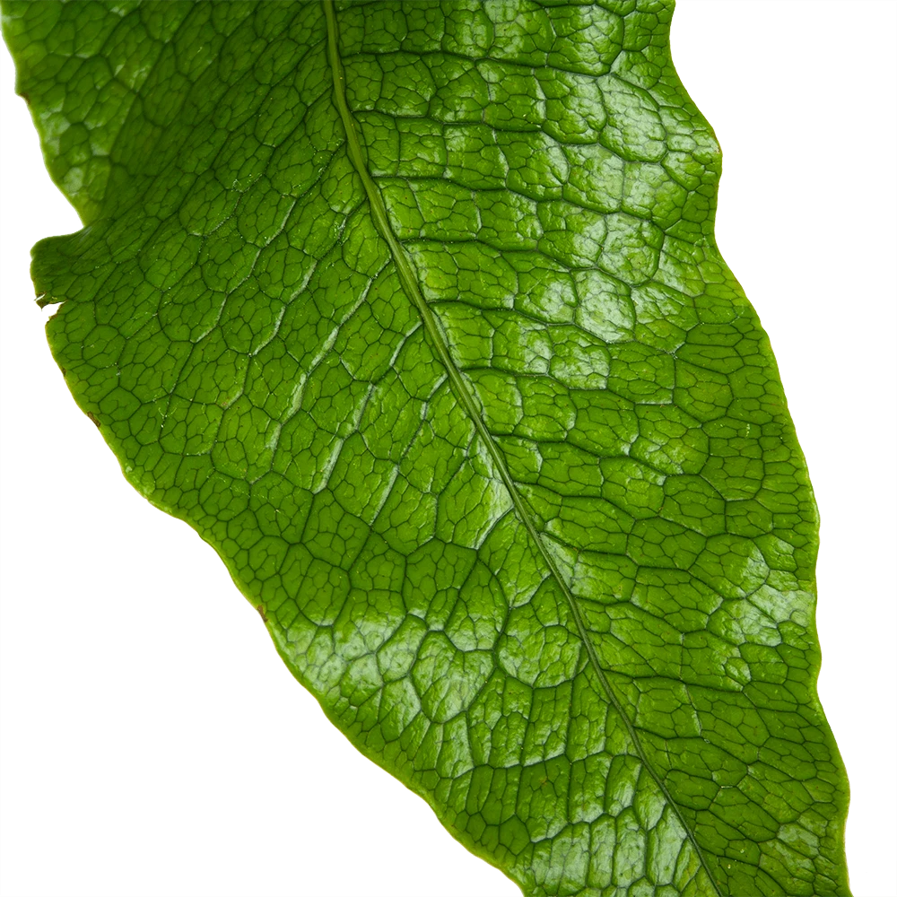 Microsorum Crocodyllus - Krokodillenvaren - P37 H85 - Kamerplant 4 Microsorum Crocodyllus - Krokodillenvaren - P37 H85 - Kamerplant - Afbeelding 2