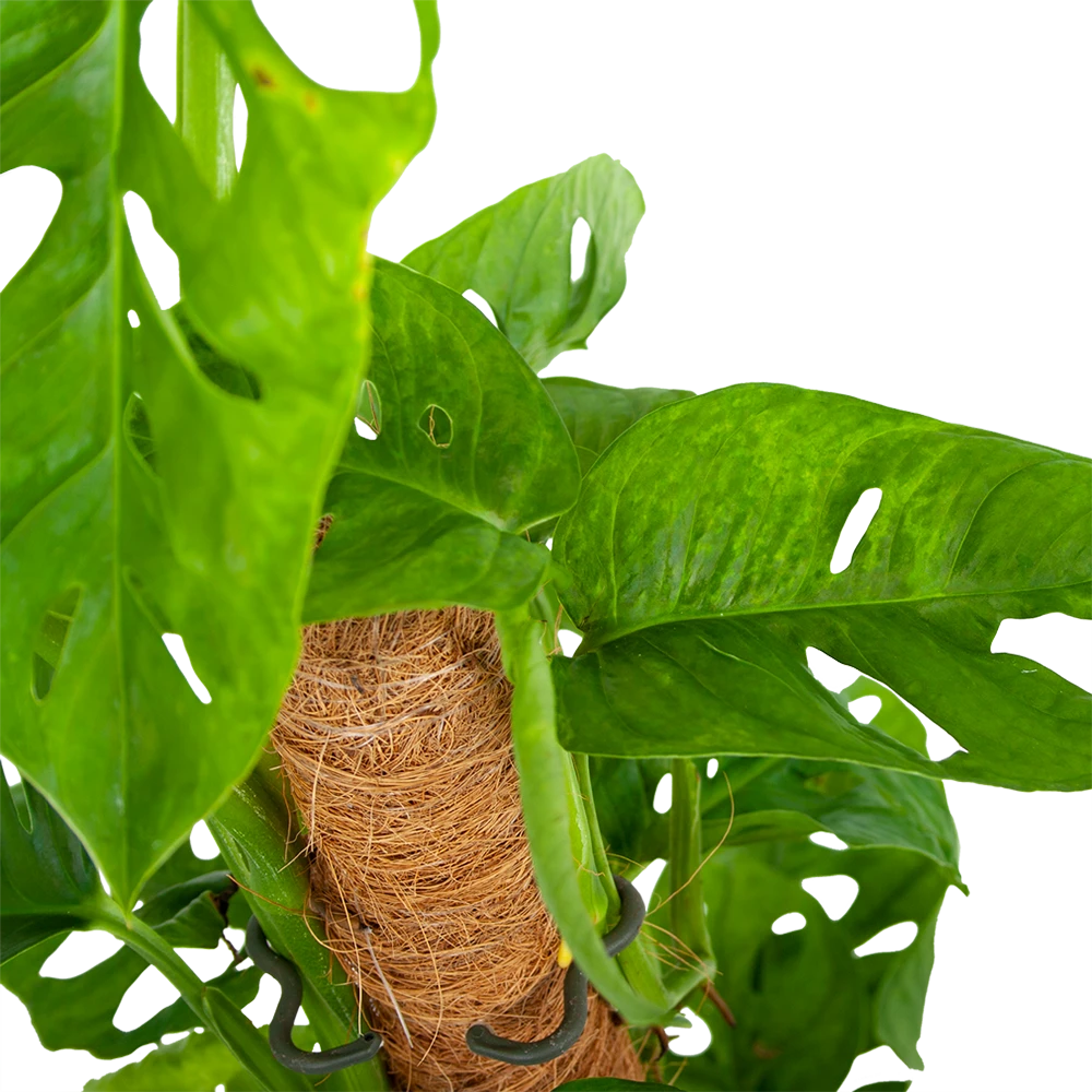 Monstera Adansonii Op Mosstok - Monkey Mask/Leaf- P16 H65 - Kamerplant 4 Monstera Adansonii Op Mosstok - Monkey Mask/Leaf- P16 H65 - Kamerplant - Afbeelding 2