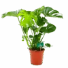Monstera Deliciosa - Gatenplant - P21 H75 - Kamerplant