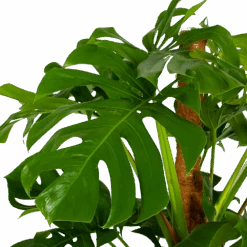 Monstera Deliciosa Op Mosstok - Gatenplant - P24 H150 - Kamerplant -Huisdecoratie monstera deliciosa op mosstok gatenplant p24 h150 5