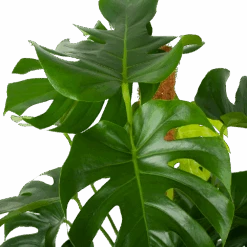 Monstera Deliciosa Op Mosstok - Gatenplant - P27 H120 - Kamerplant -Huisdecoratie monstera deliciosa op mosstok gatenplant p27 h120 6 3