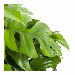 Monstera Minima - Gatenplant - In Hangpot - P27 H30 - Kamerplant -Huisdecoratie monstera minima gatenplant in hangpot p27 h30 6