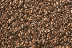 Natuflex Droogloopmat - 80x50cm - Donker Bruin - Deurmat -Huisdecoratie natuflex droogloopmat donker bruin deurmat 3