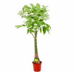 Pachira Aquatica - Geldboom - P27 H150 - Kamerplant