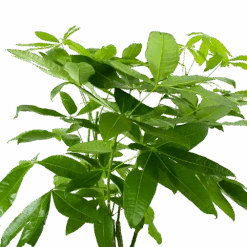 Pachira Aquatica - Geldboom - P27 H150 - Kamerplant -Huisdecoratie pachira aquatica geldboom p27 h150 6