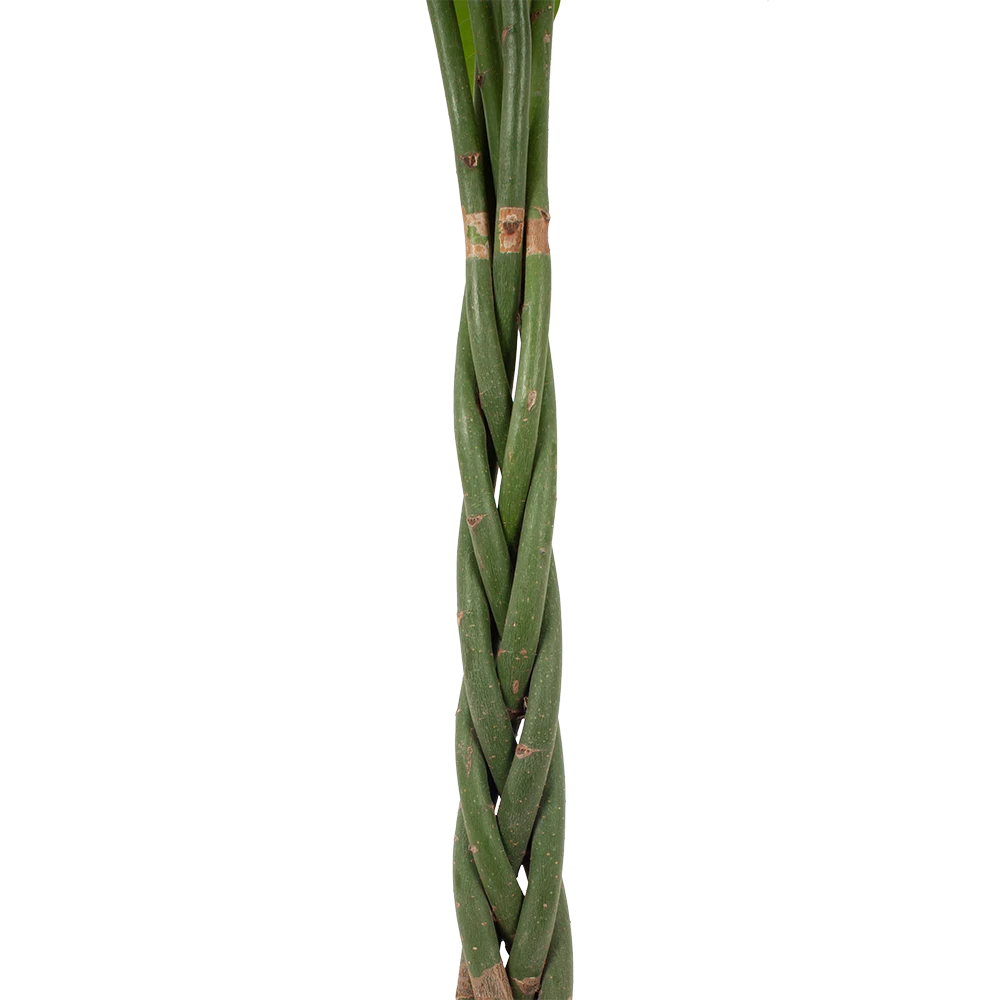 Pachira Aquatica - Geldboom - P30 H150 - Kamerplant 4 Pachira Aquatica - Geldboom - P30 H150 - Kamerplant - Afbeelding 2