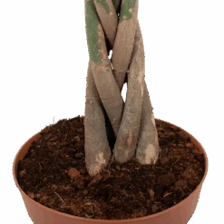 Pachira Aquatica - Geldboom - P30 H150 - Kamerplant 8 Pachira Aquatica - Geldboom - P30 H150 - Kamerplant -Huisdecoratie pachira aquatica geldboom p30 h150 6 1