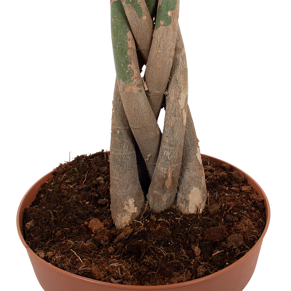 Pachira Aquatica - Geldboom - P30 H150 - Kamerplant 5 Pachira Aquatica - Geldboom - P30 H150 - Kamerplant - Afbeelding 3