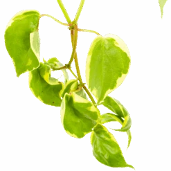 Peperomia Scandens Variegata - In Hangpot - P17 H30 - Kamerplant 8 Peperomia Scandens Variegata - In Hangpot - P17 H30 - Kamerplant -Huisdecoratie peperomia scandens variegata in hangpot p17 h30 6