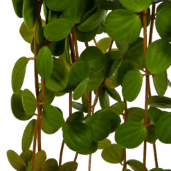 Peperomia Tetraphylla - In Hangpot - P15 H25 - Kamerplant -Huisdecoratie peperomia tetraphylla in hangpot p15 h25 6