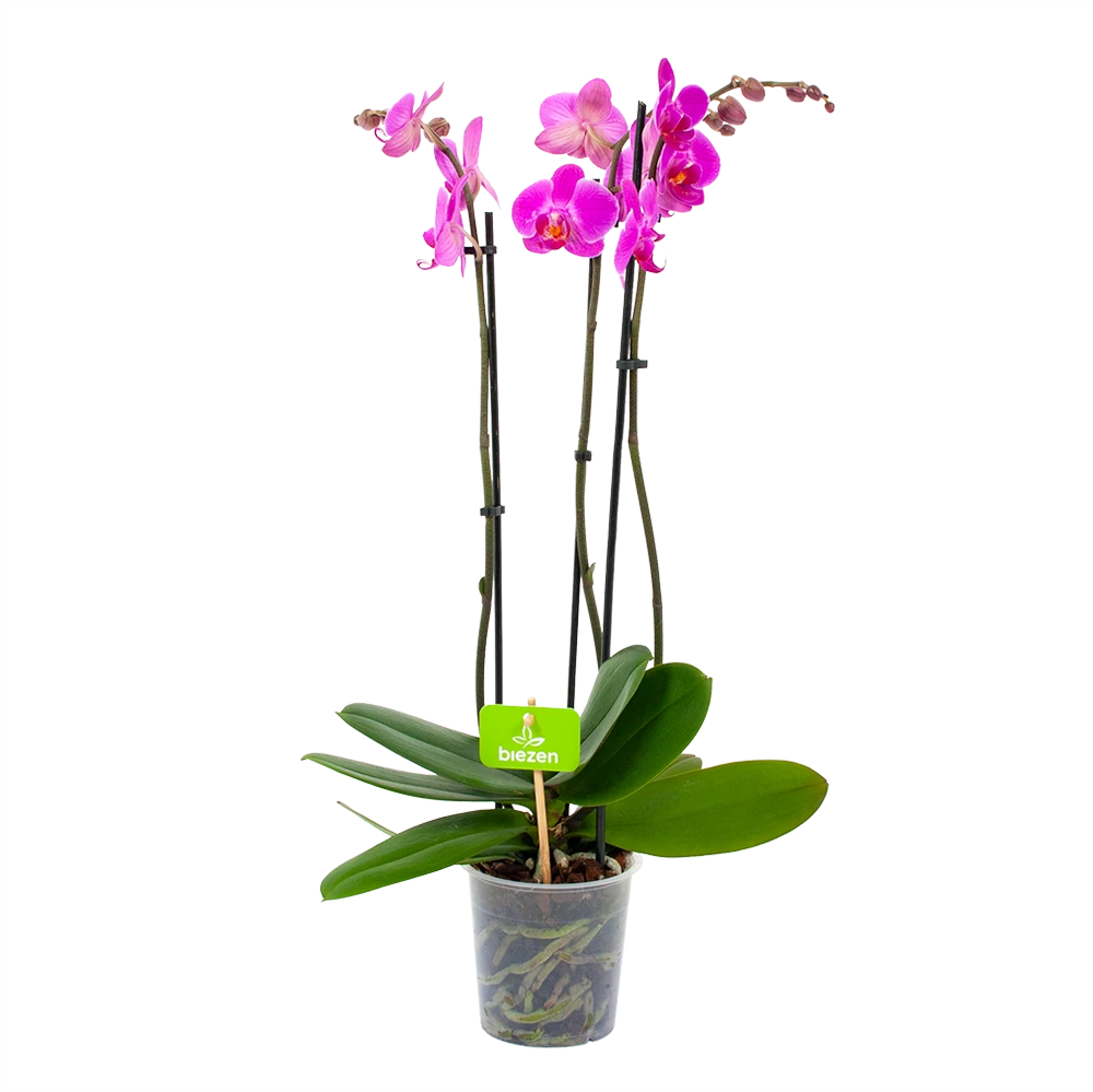3 Taks Phalaenopsis Evolution - Vlinderorchidee - P12 H60 - Kamerplant 3 3 Taks Phalaenopsis Evolution - Vlinderorchidee - P12 H60 - Kamerplant