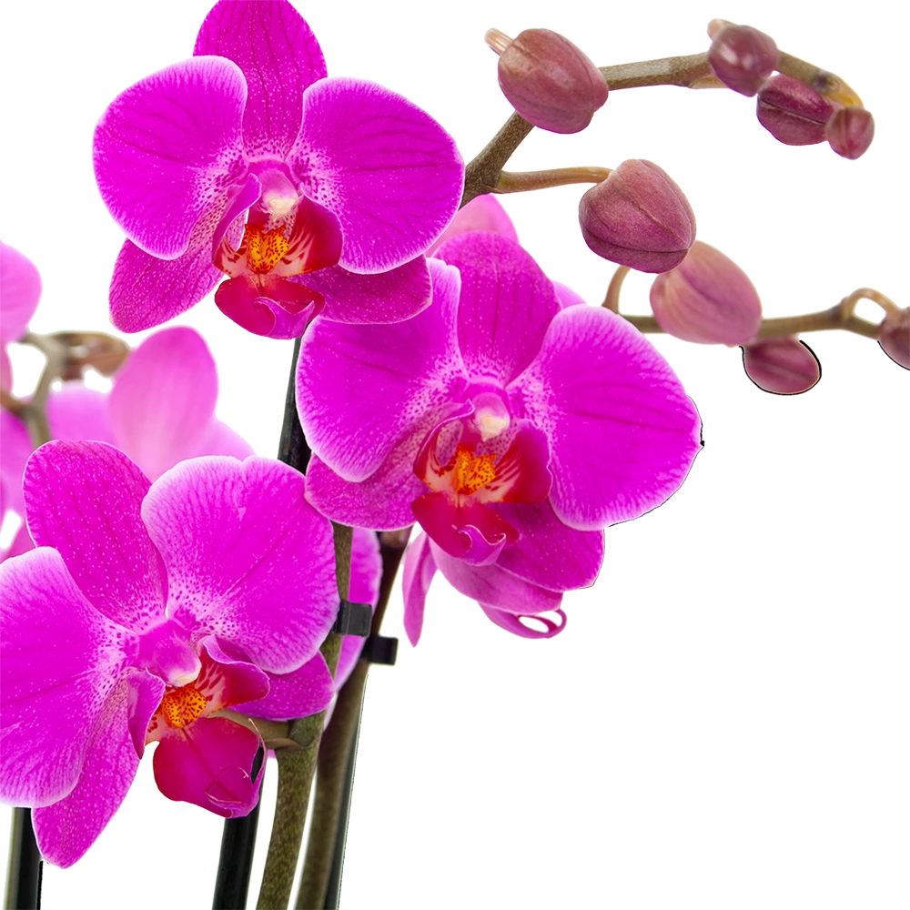 3 Taks Phalaenopsis Evolution - Vlinderorchidee - P12 H60 - Kamerplant 4 3 Taks Phalaenopsis Evolution - Vlinderorchidee - P12 H60 - Kamerplant - Afbeelding 2