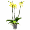3 Taks Phalaenopsis Limelight - Vlinderorchidee - P12 H60 - Kamerplant 1 3 Taks Phalaenopsis Limelight - Vlinderorchidee - P12 H60 - Kamerplant -Huisdecoratie phalaenopsis vlinderorchidee 3 taks p12 h60 geel 4