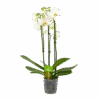 3 Taks Phalaenopsis Lighthouse - Vlinderorchidee - P12 H60 - Kamerplant 2 3 Taks Phalaenopsis Lighthouse - Vlinderorchidee - P12 H60 - Kamerplant -Huisdecoratie phalaenopsis vlinderorchidee 3 taks p12cm h60cm wit 4
