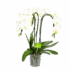 Phalaenopsis - Vlinderorchidee - 3 Taks - Waterfall - P12 H60 Wit - Kamerplant 1 Phalaenopsis - Vlinderorchidee - 3 Taks - Waterfall - P12 H60 Wit - Kamerplant -Huisdecoratie phalaenopsis vlinderorchidee 3 taks waterfall p12cm h60cm wit 4