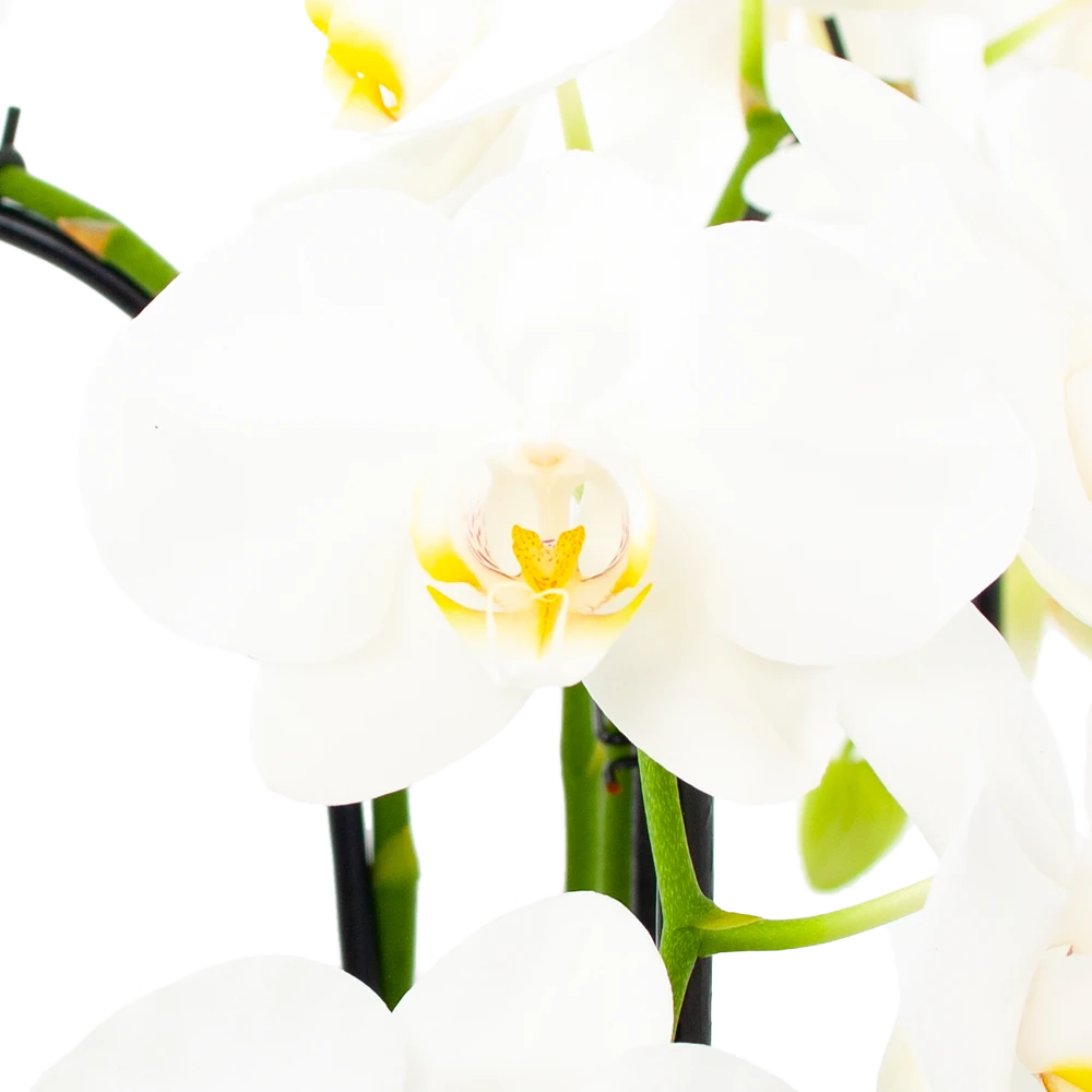 Phalaenopsis - Vlinderorchidee - 3 Taks - Waterfall - P12 H60 Wit - Kamerplant 4 Phalaenopsis - Vlinderorchidee - 3 Taks - Waterfall - P12 H60 Wit - Kamerplant - Afbeelding 2