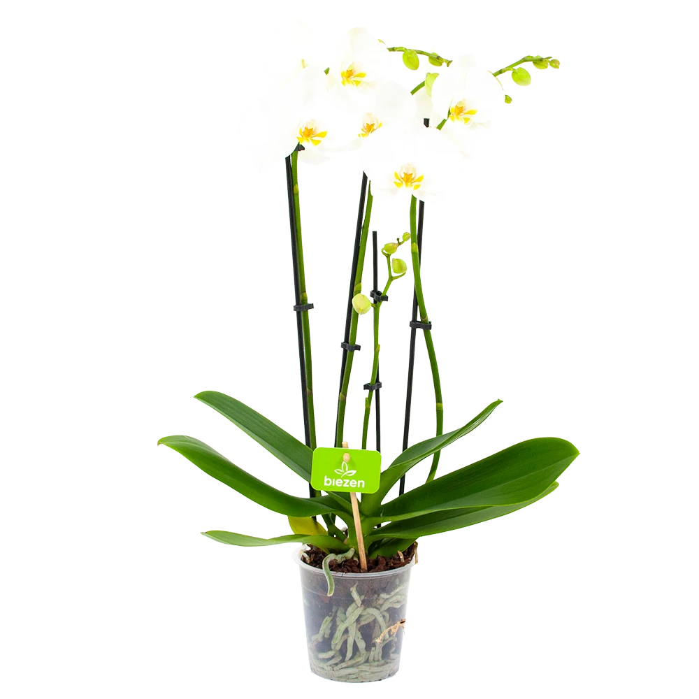 4 Taks Phalaenopsis Lighthouse - Vlinderorchidee - P12 H60 - Kamerplant 3 4 Taks Phalaenopsis Lighthouse - Vlinderorchidee - P12 H60 - Kamerplant