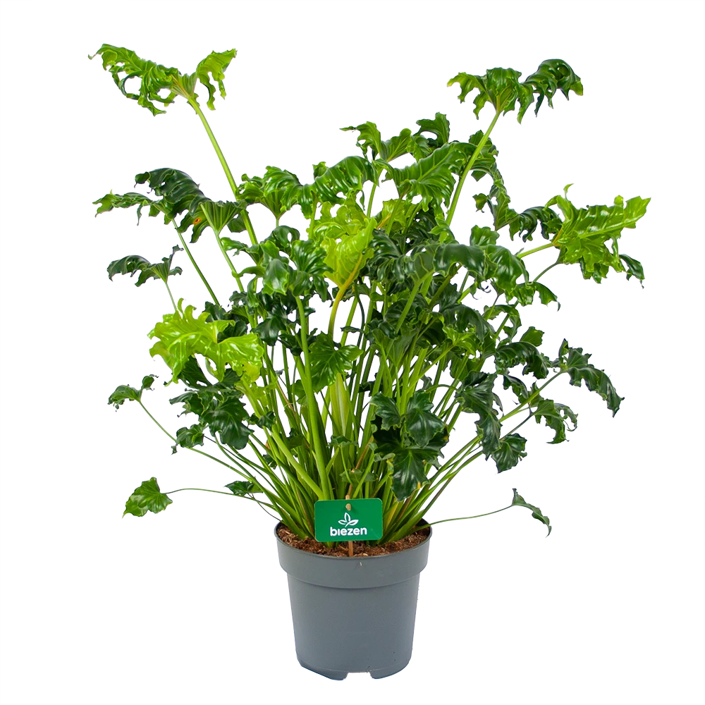 Philodendron Atlantis - P21 H75 - Kamerplant 3 Philodendron Atlantis - P21 H75 - Kamerplant