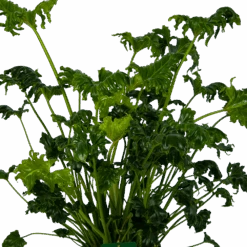 Philodendron Atlantis - P21 H75 - Kamerplant 7 Philodendron Atlantis - P21 H75 - Kamerplant -Huisdecoratie philodendron atlantis p21 h75 kamerplant 3