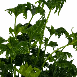 Philodendron Atlantis - P21 H75 - Kamerplant 8 Philodendron Atlantis - P21 H75 - Kamerplant -Huisdecoratie philodendron atlantis p21 h75 kamerplant 4