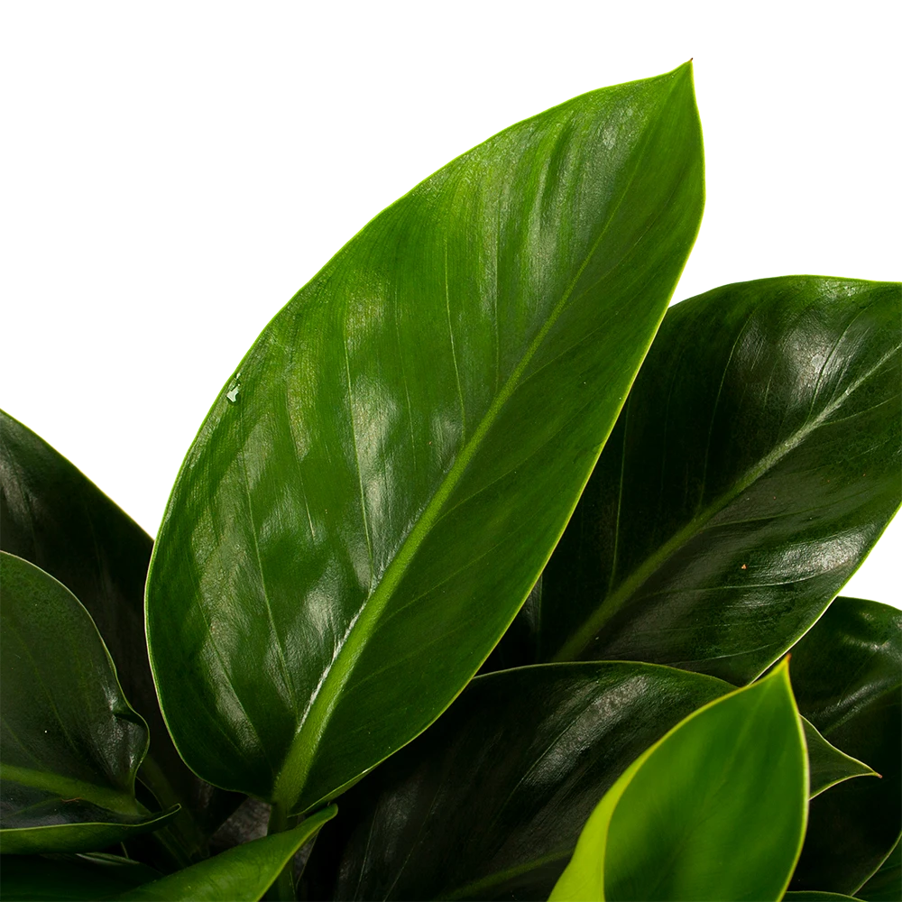 Philodendron Congo Apple - P19 H60 - Kamerplant 4 Philodendron Congo Apple - P19 H60 - Kamerplant - Afbeelding 2