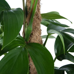 Philodendron Florida Beauty Op Mosstok - P24 H80 - Kamerplant -Huisdecoratie philodendron florida beauty op mosstok p24 h80 6 1