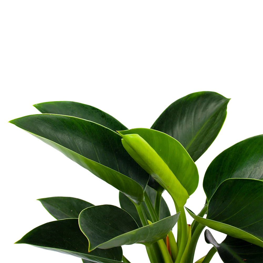 Philodendron Green Princess - P17 H50 - Kamerplant 4 Philodendron Green Princess - P17 H50 - Kamerplant - Afbeelding 2