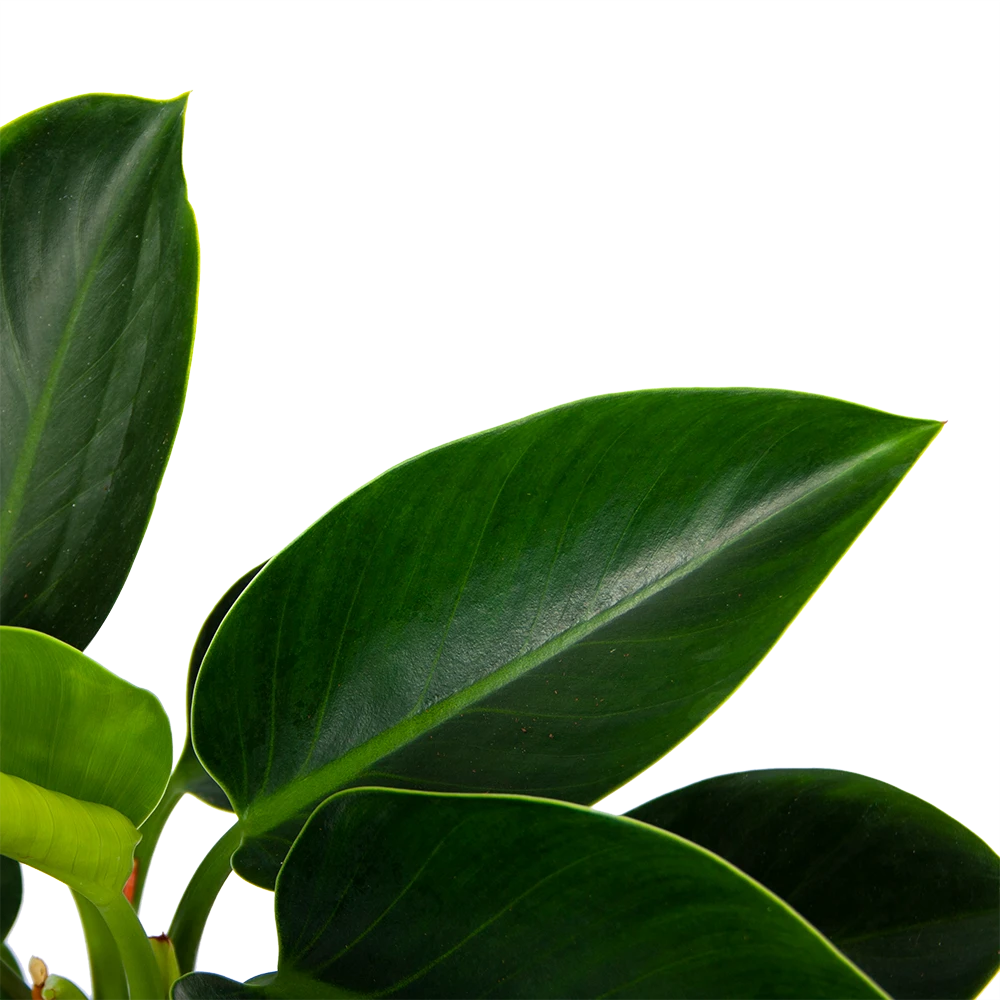 Philodendron Green Princess - P17 H50 - Kamerplant 5 Philodendron Green Princess - P17 H50 - Kamerplant - Afbeelding 3