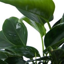 Philodendron Green Princess - P21 H70 - Kamerplant -Huisdecoratie philodendron green princess p21 h70 6