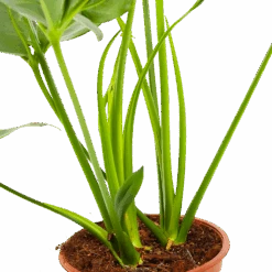 Philodendron Green Wonder - P19 H75 - Kamerplant -Huisdecoratie philodendron green wonder p19 h75 3 2