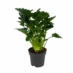 Philodendron Grizzly - P21 H55 - Kamerplant