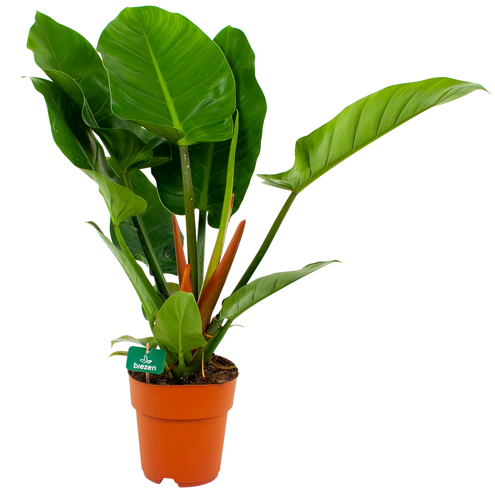 Philodendron Imperial Green - P19 H80 - Kamerplant 3 Philodendron Imperial Green - P19 H80 - Kamerplant