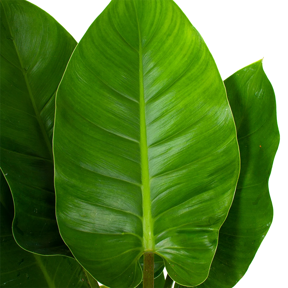 Philodendron Imperial Green - P19 H80 - Kamerplant 4 Philodendron Imperial Green - P19 H80 - Kamerplant - Afbeelding 2