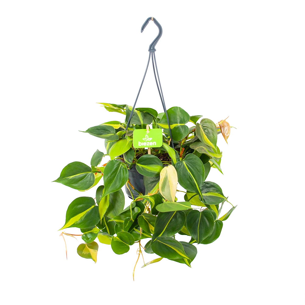 Philodendron Scandens Brasil - In Hangpot - P14 H35 - Kamerplant 3 Philodendron Scandens Brasil - In Hangpot - P14 H35 - Kamerplant