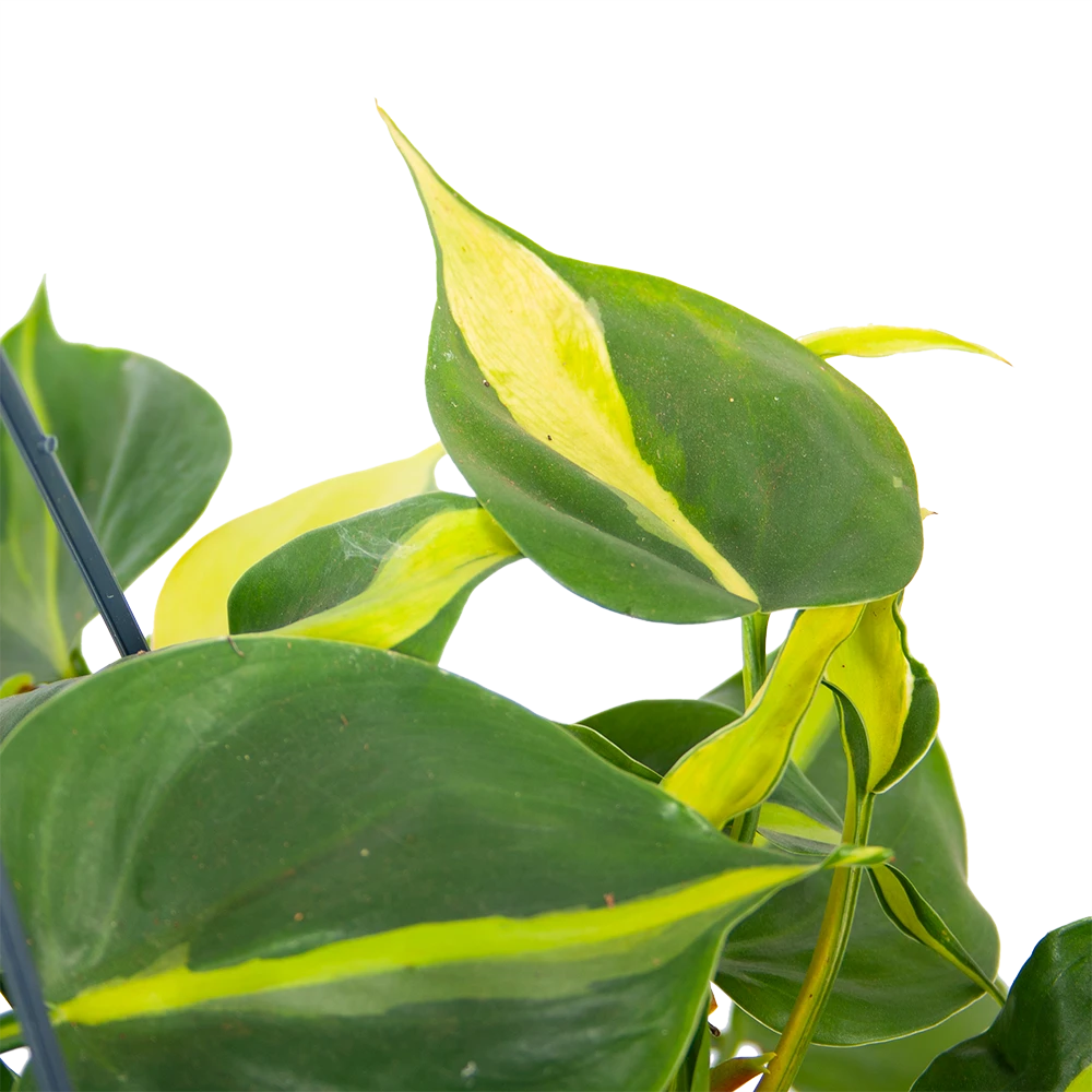 Philodendron Scandens Brasil - In Hangpot - P14 H35 - Kamerplant 5 Philodendron Scandens Brasil - In Hangpot - P14 H35 - Kamerplant - Afbeelding 3