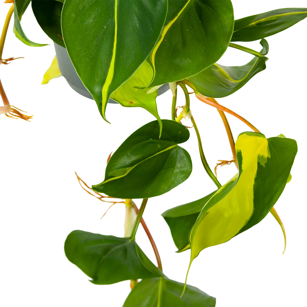 Philodendron Scandens Brasil - In Hangpot - P17 H35 - Kamerplant 4 Philodendron Scandens Brasil - In Hangpot - P17 H35 - Kamerplant - Afbeelding 2