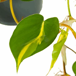 Philodendron Scandens Brasil - In Hangpot - P17 H35 - Kamerplant 8 Philodendron Scandens Brasil - In Hangpot - P17 H35 - Kamerplant -Huisdecoratie philodendron scandens brasil in hangpot p17 h35 6