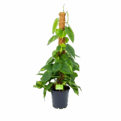 Philodendron Scandens Brasil Op Mosstok - P17 H75 - Kamerplant
