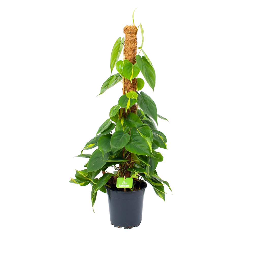 Philodendron Scandens Brasil Op Mosstok - P17 H75 - Kamerplant 3 Philodendron Scandens Brasil Op Mosstok - P17 H75 - Kamerplant