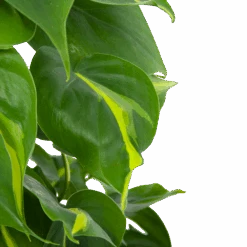 Philodendron Scandens Brasil Op Mosstok - P17 H75 - Kamerplant 8 Philodendron Scandens Brasil Op Mosstok - P17 H75 - Kamerplant -Huisdecoratie philodendron scandens brasil op mosstok p17 h75 6 1